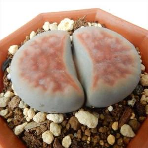 多肉植物 asリトープス トップレッド 多肉植物 リトープス メセン 6cmポット