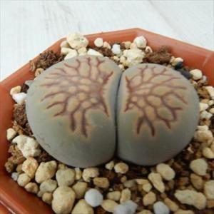 多肉植物 asリトープス 菊章玉 多肉植物 リトープス メセン 6cmポット