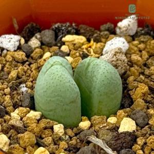 金のなる木 5号鉢（直径15cm） フチベニベンケイ 花月 成金草 多肉植物