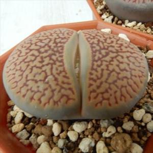 多肉植物 asリトープス 網目巴里玉 多肉植物 リトープス メセン 6cmポット