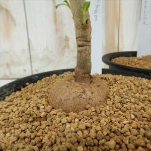 多肉植物 osクッソニア ナタレンシス おもしろ多肉植物 コーデックス
