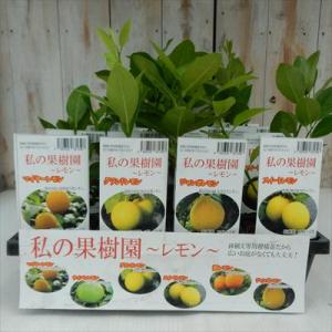 選べるレモン 鉢植え 柑橘苗 9cm ポット レモンの木 果樹苗