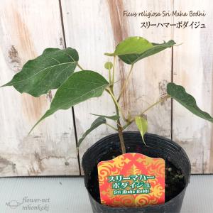 観葉植物 聖なる樹 スリーマハーボダイジュ 12cmポット 観葉植物 小型 小さい 室内 贈り物 プレゼント インテリア おしゃれ フィカス レリジオーサ exp