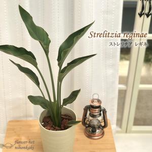 極楽鳥花の商品一覧 通販 Yahoo ショッピング