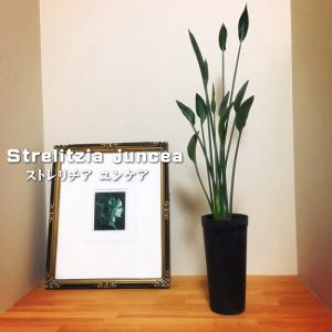 観葉植物 ストレリチア ユンケア 3.5号 ストレチア 送料無料 極楽鳥花 室内 贈り物 プレゼント インテリア おしゃれ 希少種