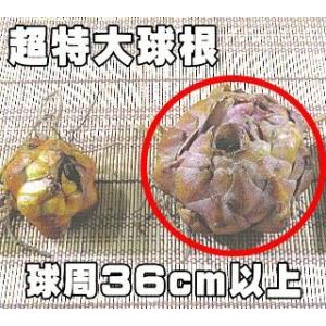 オリエンタルリリー超特大球 レント 球周36cm...の商品画像