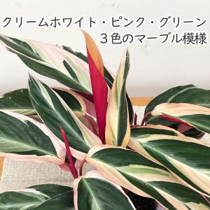 観葉植物 ストロマンテ サンギネア トリオスタ...の詳細画像1