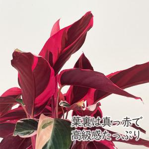 観葉植物 ストロマンテ サンギネア トリオスタ...の詳細画像2