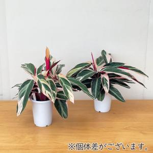 観葉植物 ストロマンテ サンギネア トリオスタ...の詳細画像3