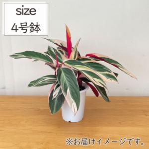 観葉植物 ストロマンテ サンギネア トリオスタ...の詳細画像4