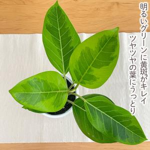 観葉植物 フィカス アルテシマ ゴムの木 4号...の詳細画像1