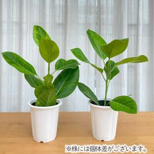 観葉植物 フィカス アルテシマ ゴムの木 4号...の詳細画像2
