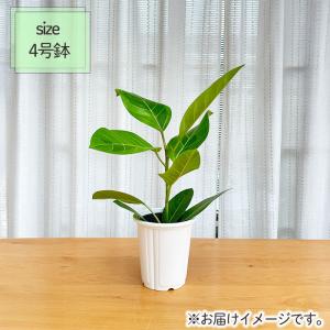 観葉植物 フィカス アルテシマ ゴムの木 4号...の詳細画像3