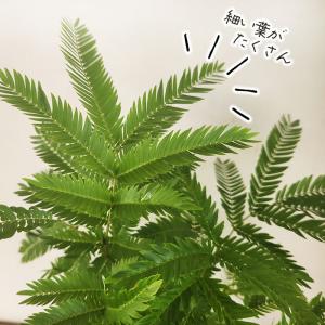 観葉植物 ネムノキ エバーフレッシュ 3.5号...の詳細画像1