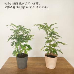 観葉植物 ネムノキ エバーフレッシュ 3.5号...の詳細画像2