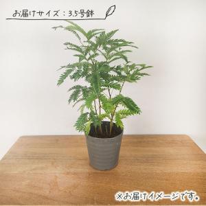 観葉植物 ネムノキ エバーフレッシュ 3.5号...の詳細画像3
