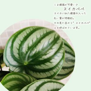 観葉植物 ペペロミア・アルギレイア サンデルシ...の詳細画像1