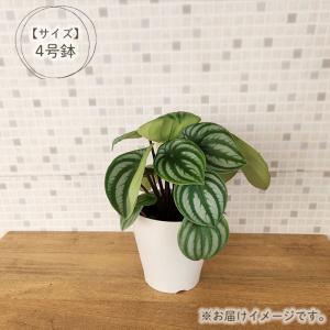 観葉植物 ペペロミア・アルギレイア サンデルシ...の詳細画像2