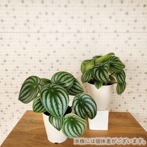 観葉植物 ペペロミア・アルギレイア サンデルシ...の詳細画像3