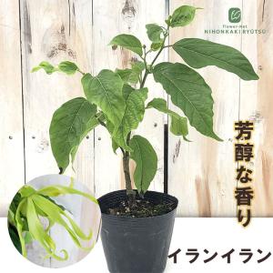 日本花キ流通 イランイラン 5号鉢 香水 フレグランス 熱帯植物 苗木