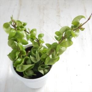 観葉植物 cot ホヤ カルノーサ コンパクタ ...の商品画像