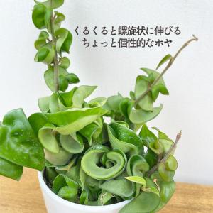 観葉植物 cot ホヤ カルノーサ コンパクタ...の詳細画像1