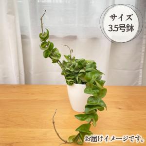 観葉植物 cot ホヤ カルノーサ コンパクタ...の詳細画像3