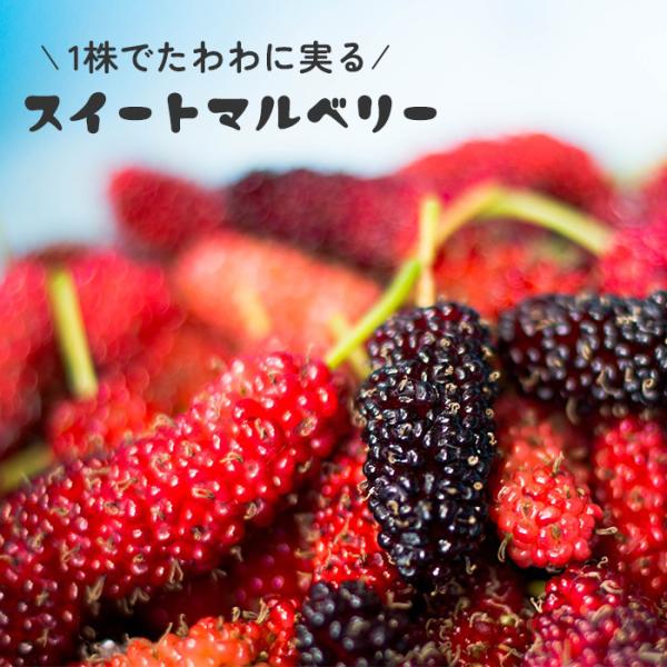 スイートマルベリー 10.5cmポット 桑の実 クワの実 桑 クワ 苗 苗木 果樹苗