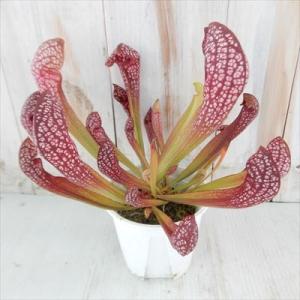 サラセニア スカーレットベル 3.5号ポット 食虫植物