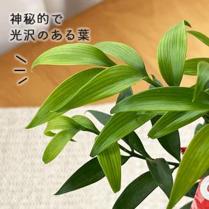 観葉植物 cot 梛 ナギ なぎ 3.5号鉢 ...の詳細画像1