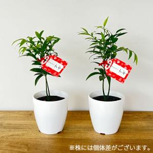 観葉植物 cot 梛 ナギ なぎ 3.5号鉢 ...の詳細画像2