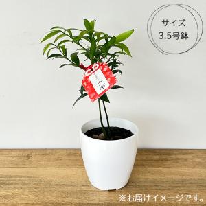 観葉植物 cot 梛 ナギ なぎ 3.5号鉢 ...の詳細画像3