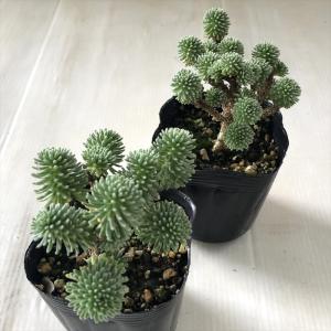 多肉植物 seセダム 小松緑 ムルチセプス 多...の詳細画像1