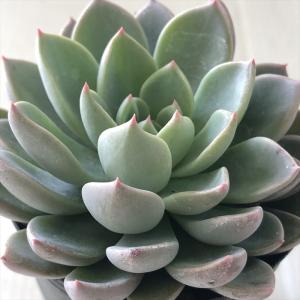 多肉植物 hmエケベリア ルル 多肉植物 エケベ...の商品画像