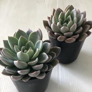 多肉植物 hmエケベリア ルル 多肉植物 エケ...の詳細画像1