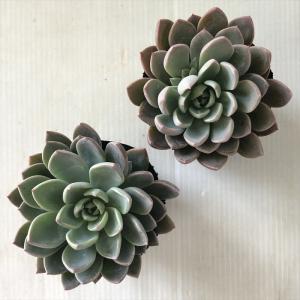多肉植物 hmエケベリア ルル 多肉植物 エケ...の詳細画像2