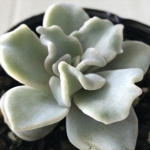 多肉植物 yukエケベリア 白くま 優木園さんの苗 命名株 送料無料