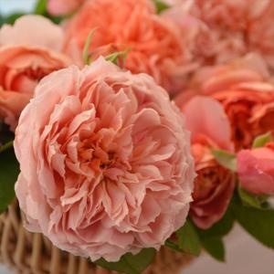 予約販売 バラ苗 バラ大苗 京阪園芸 たまくしげ 四季咲き 薔薇 ばら