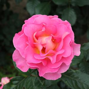 予約販売 バラ苗 バラ大苗 デルバール ピンクパラダイス 品種登録出願中 四季咲き 薔薇 ばら 送料無料 ピンク hao 2月中旬以降発送