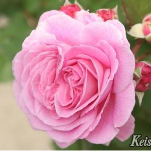 バラ苗 バラ大苗 コルデス マリー ヘンリエッテ 登録品種 薔薇 バラ 京成バラ園 大苗 kso