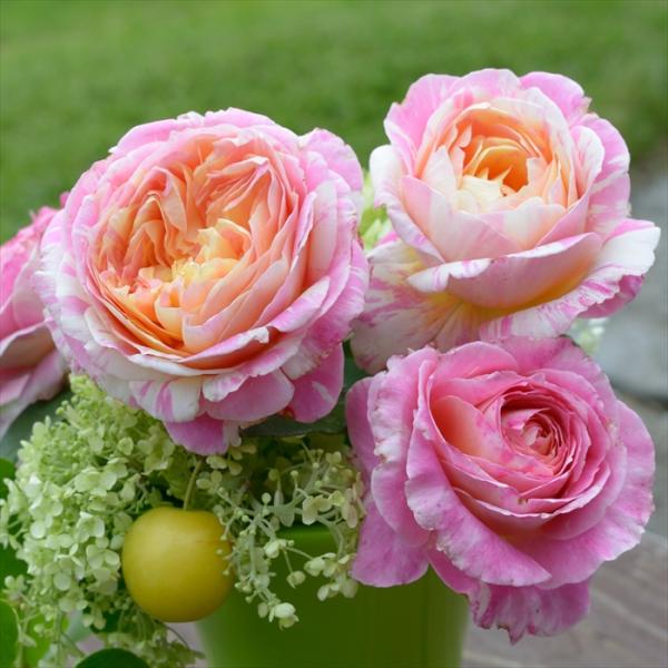 予約販売 バラ 苗 バラ 新苗 デルバール クロードモネ 登録品種 四季咲き 薔薇 ばら 送料無料 ...