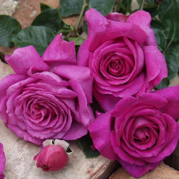 予約販売 バラ 苗 バラ 新苗 デルバール シャルトルーズドゥパルム 四季咲き 薔薇 ばら 送料無料...