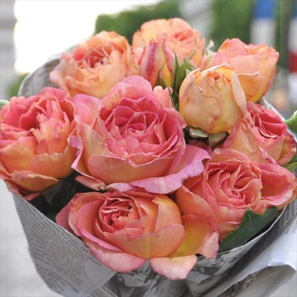 予約販売 バラ 苗 バラ 新苗 デルバール ラパリジェンヌ 登録品種 四季咲き 薔薇 ばら 送料無料...