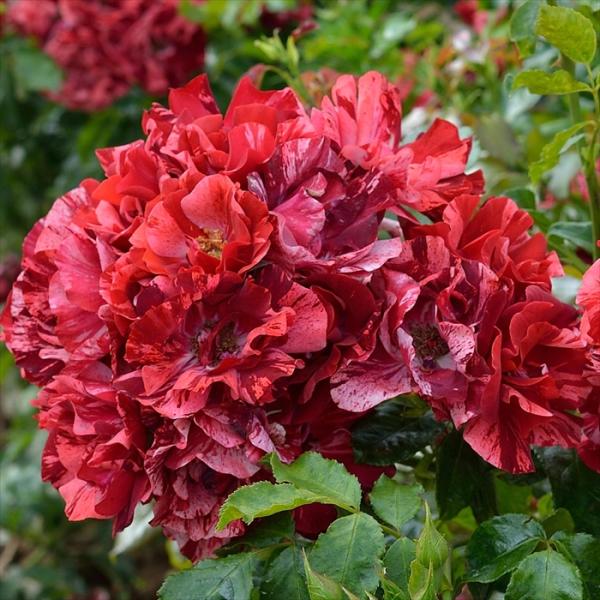 予約販売 バラ 苗 バラ 新苗 デルバール ラレーヌドゥラニュイ 登録品種 四季咲き 薔薇 ばら 送...