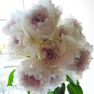 予約販売 バラ 苗 バラ 新苗 河本バラ園 ガブリエル 登録品種 四季咲き 薔薇 ばら 送料無料 白...