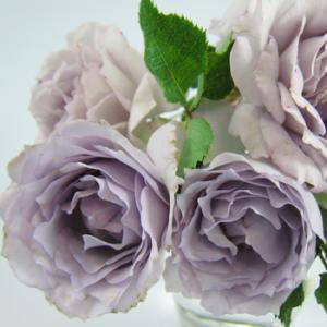 予約販売 バラ 苗 バラ 新苗 河本バラ園 ルシファー 品種登録 四季咲き 薔薇 ばら 送料無料 紫...