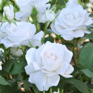 予約販売 バラ 苗 バラ 新苗 ドリュ アンナプルナ 契約品種 四季咲き 薔薇 ばら 送料無料 白 ...