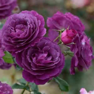 予約販売 バラ 苗 バラ 新苗  ドリュ ミステリューズ 品種登録 四季咲き 薔薇 ばら 送料無料 紫 has 5月下旬以降発送