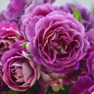 予約販売 バラ 苗 新苗 ロサ オリエンティス シェエラザード 登録品種