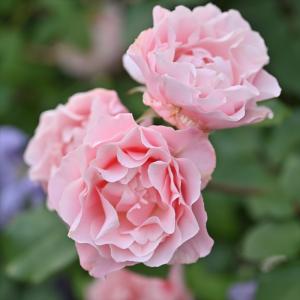 送料無料 ダフネ 新苗4号鉢 鉢植え バラ 薔薇 ロサ オリエンティス